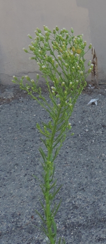 Piante ruderali -  Erigeron canadensis